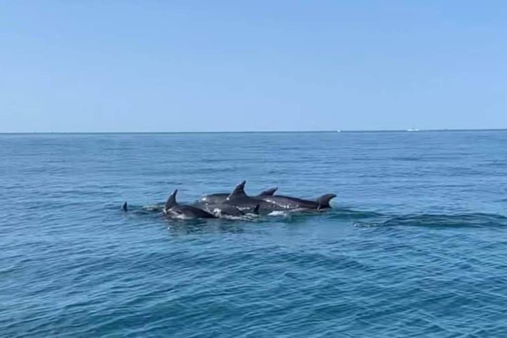 Hebergement Insolite Studio Grau Du Roi Mas Des Marines Piscine Le Grau-du-Roi Bagian luar foto